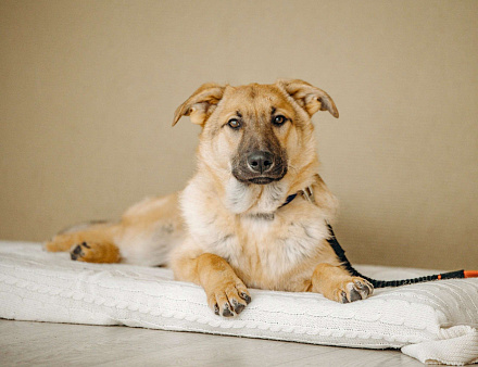 Щенок бесплатно в Москве