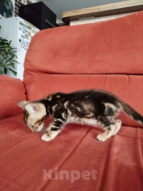 Кошки в Ростове-на-Дону: Бенгальские котята Мальчик, 17 000 руб. - фото 3