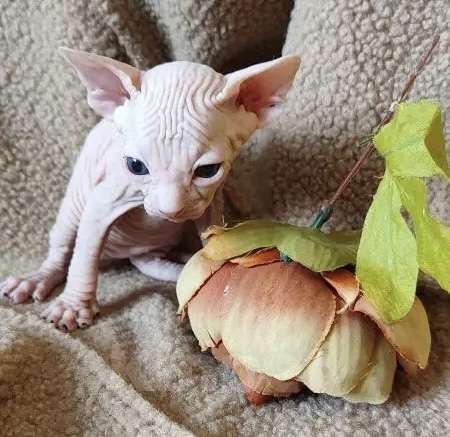 Кошки в Москве: Котёнок канадского сфинкса Мальчик, 35 000 руб. - фото 4