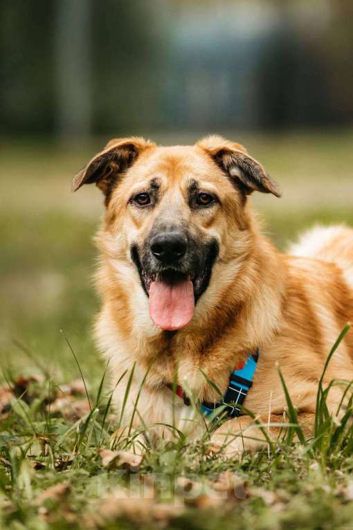 Собаки в Москве: Собака в добрые руки бесплатно Москва Мальчик, Бесплатно - фото 2