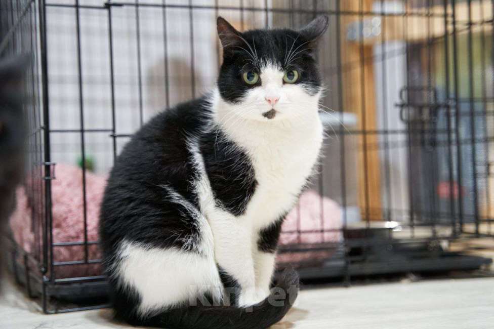 Кошки в Москве: Кошка Лакки в дар Девочка, Бесплатно - фото 2