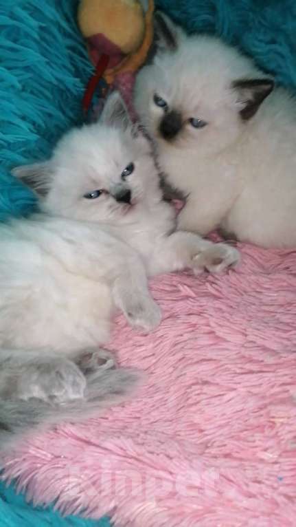 Кошки в Москве: Шотландские котята хайленд  Мальчик, 8 000 руб. - фото 5