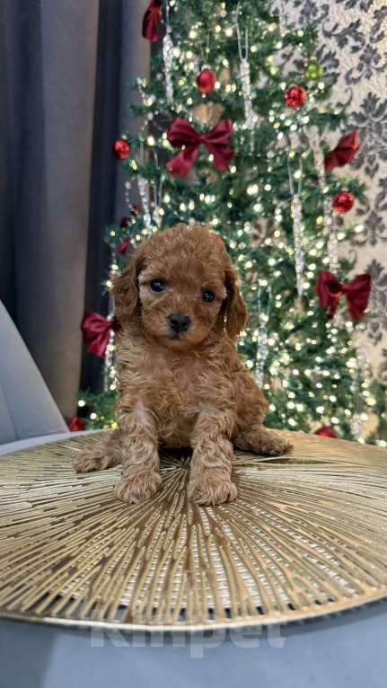 Собаки в Краснодаре: Той-пудель щенок  Девочка, 65 000 руб. - фото 2