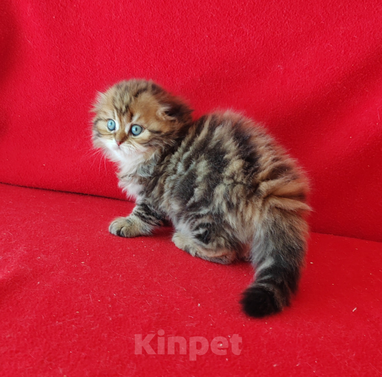 Кошки в Москве: Кошечка хайленд фолд золотая мраморная Девочка, 35 000 руб. - фото 7