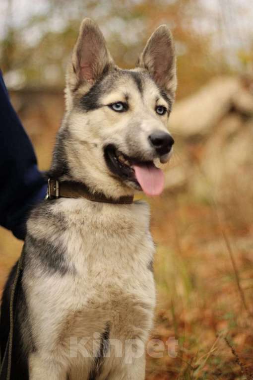 Собаки в Москве: Щенок подросток Мира Девочка, Бесплатно - фото 6