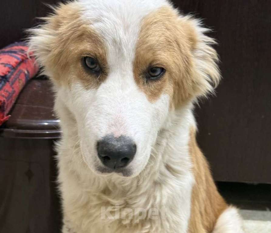 Собаки в других городах Московской области: Балу ищет дом Мальчик, 1 000 руб. - фото 1