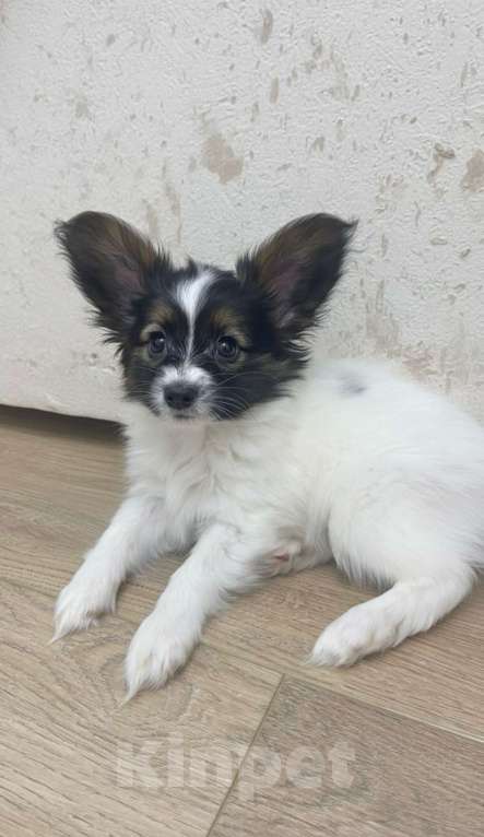 Собаки в Тюмени: Щенки собаки "бабочки" Девочка, 50 000 руб. - фото 2