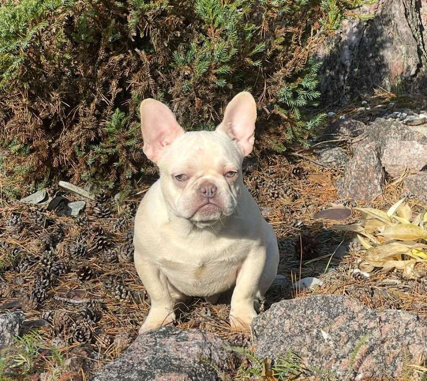 Собаки в Санкт-Петербурге: Мальчик окраса платина Мальчик, 25 000 руб. - фото 2