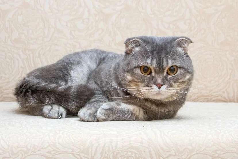 Кошки в Москве: Ищет дом плюшевый Зайка Мальчик, Бесплатно - фото 6