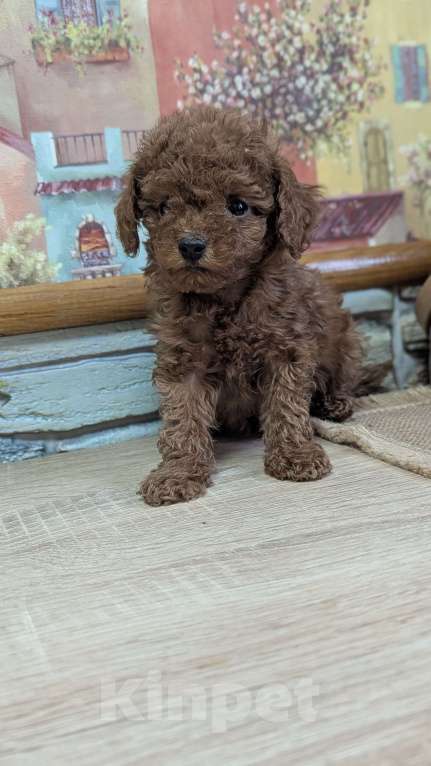 Собаки в Москве: Тойпудель Мальчик, 100 000 руб. - фото 3