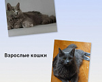 Кошки в Пензе: Котенок породы Нибелунг Девочка, 1 000 руб. - фото 2