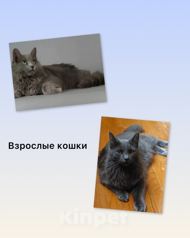 Кошки в Пензе: Котенок породы Нибелунг Девочка, 1 000 руб. - фото 2