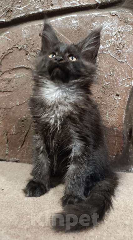 Кошки в Екатеринбурге: Котята Мейн Кун классика и полидакты Мальчик, Бесплатно - фото 6