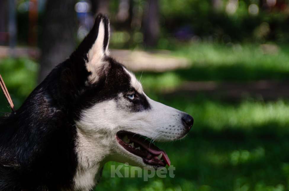 Собаки в Ульяновске: Сибирская хаски с документами RKF-FCI Девочка, 75 000 руб. - фото 2