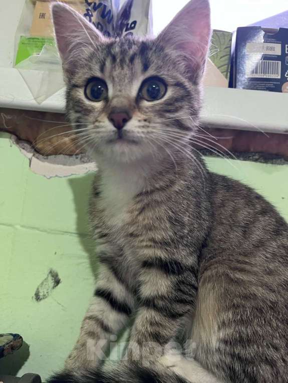 Кошки в Москве: Это Салинка! Чудесная нежная девочка! Девочка, Бесплатно - фото 5