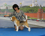 Собаки в Уфе: Бигль кобель для вязки Мальчик, 25 000 руб. - фото 8