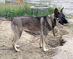 Собаки в Сургуте: Ясна ищет дом!, Бесплатно - фото 4