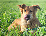 Собаки в Сергиеве Посаде: Солнечный Бучик ищет дом! Мальчик, Бесплатно - фото 8