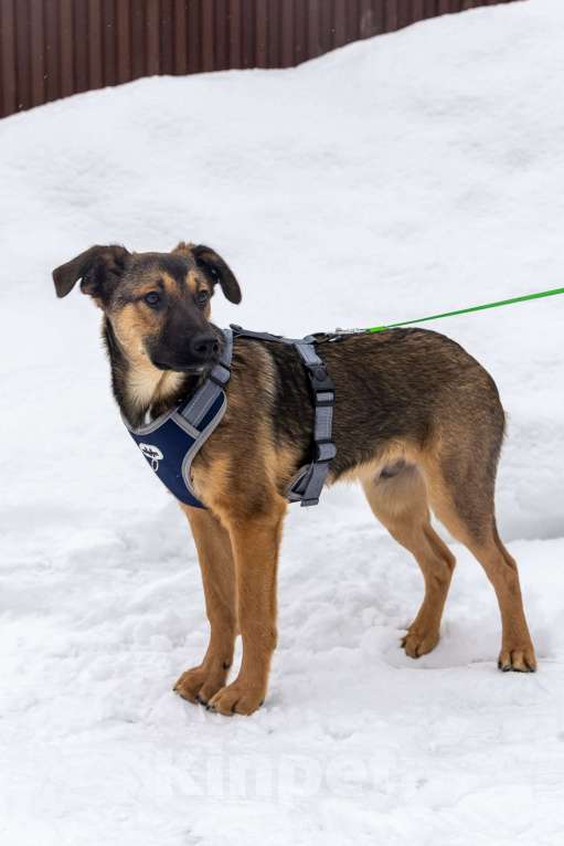 Собаки в Москве: Баксик ждёт свою заботливую семью Мальчик, Бесплатно - фото 2