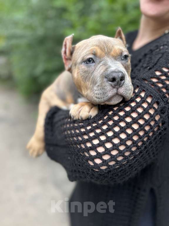 Собаки в Воронеже: Девочка  Девочка, 70 000 руб. - фото 3