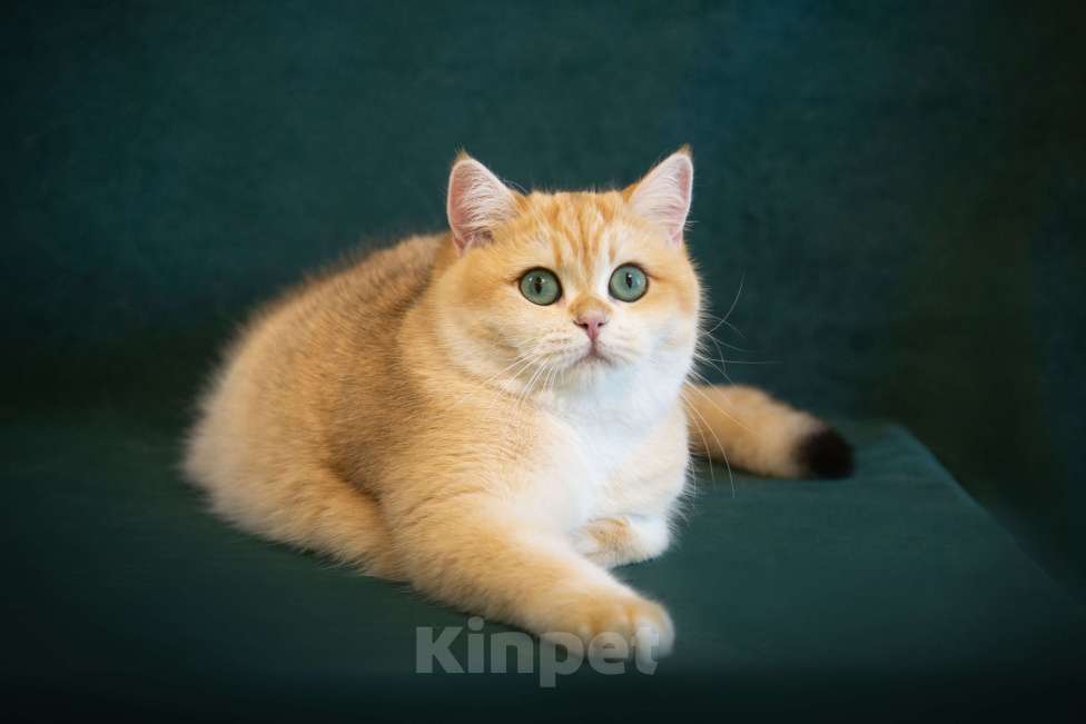 Кошки в Москве: Шотландская прямоухая золотая шиншилла Девочка, 15 000 руб. - фото 1