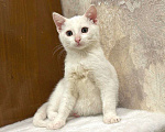 Кошки в Москве: Белый малыш Юки. Котенок в добрые руки. Мальчик, Бесплатно - фото 1