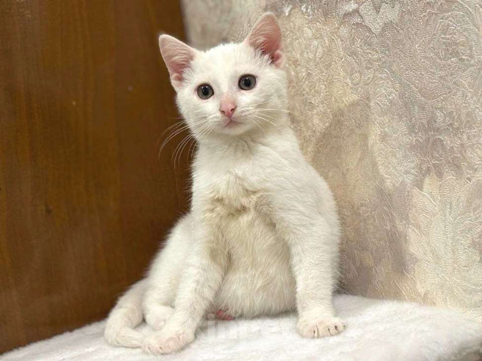 Кошки в Москве: Белый малыш Юки. Котенок в добрые руки. Мальчик, Бесплатно - фото 1