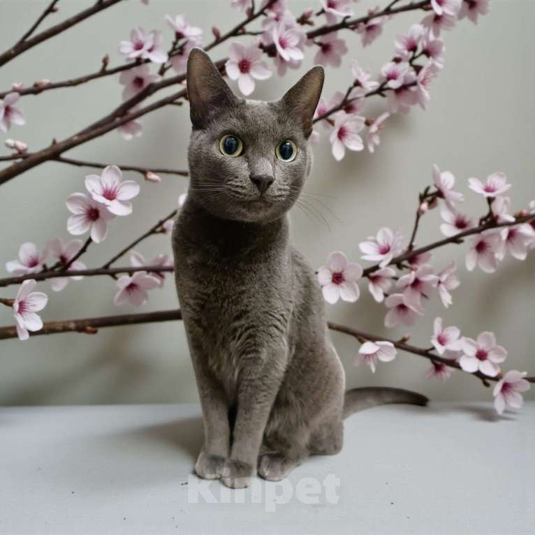 Кошки в Москве: Ищу дом для идеального кота Ластика. Характер прилагается. Мальчик, 500 руб. - фото 3