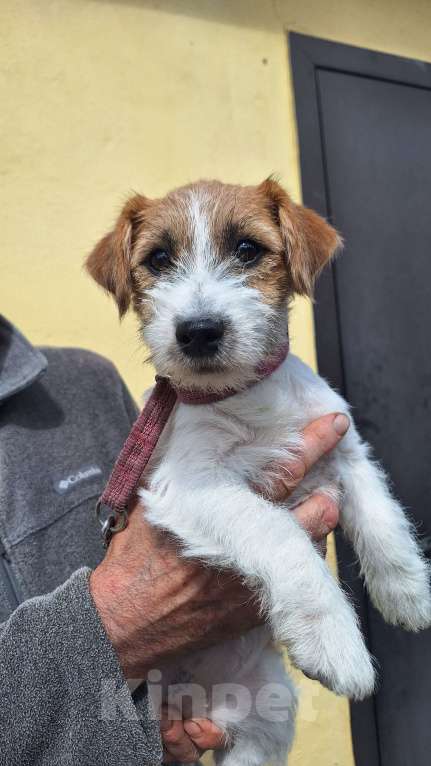 Собаки в других городах Краснодарского края: Девочка Джек Рассел терьер Девочка, 20 000 руб. - фото 1