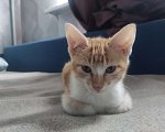 Кошки в Москве: Котята метисы от кошки невской маскарадной породы Мальчик, 2 000 руб. - фото 1