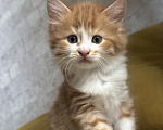 Кошки в Краснодаре: Рыжий котенок Мальчик, Бесплатно - фото 1