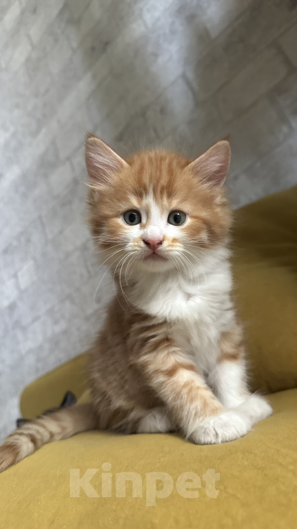 Кошки в Краснодаре: Рыжий котенок Мальчик, Бесплатно - фото 1