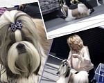 Собаки в Санкт-Петербурге: Ши-тцу вязка кобели чемпионы породы Мальчик, Бесплатно - фото 4