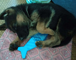 Собаки в Первоуральске: Продам щенка немецкой овчарки Девочка, 9 000 руб. - фото 6