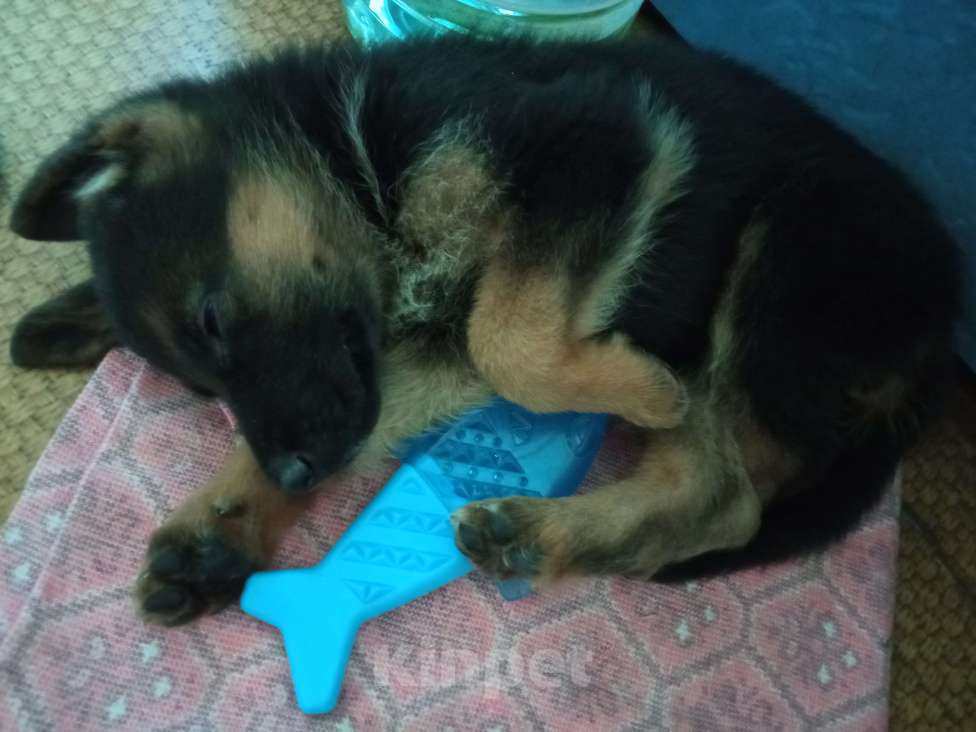 Собаки в Первоуральске: Продам щенка немецкой овчарки Девочка, 9 000 руб. - фото 6