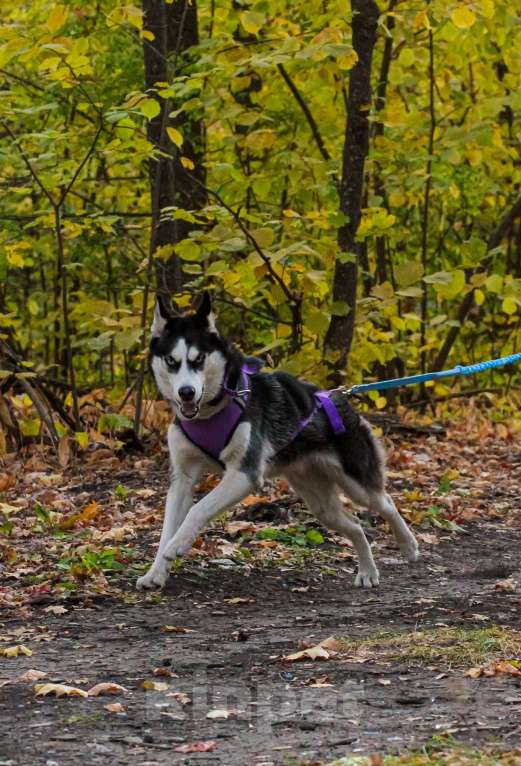 Собаки в Ульяновске: Сибирская хаски с документами RKF-FCI Девочка, 75 000 руб. - фото 5