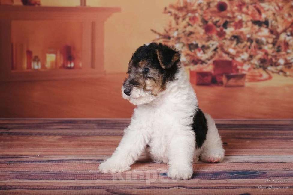 Собаки в Москве: Щенки породы Фокстерьер Мальчик, Бесплатно - фото 7