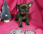 Собаки в Москве: Шоколадные щенки чихуа Девочка, 30 000 руб. - фото 4