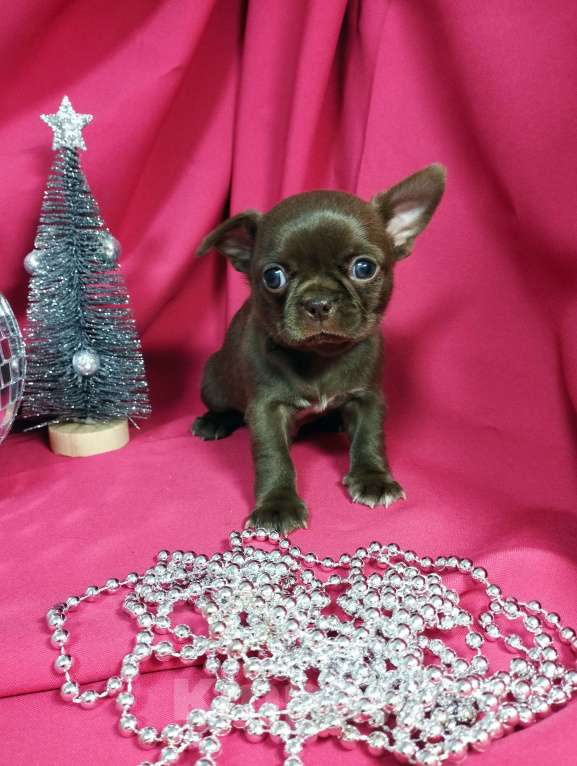 Собаки в Москве: Шоколадные щенки чихуа Девочка, 30 000 руб. - фото 4