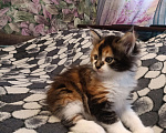Кошки в других городах Новосибирской области: Котёнок Мейн-кун  Девочка, 18 000 руб. - фото 3
