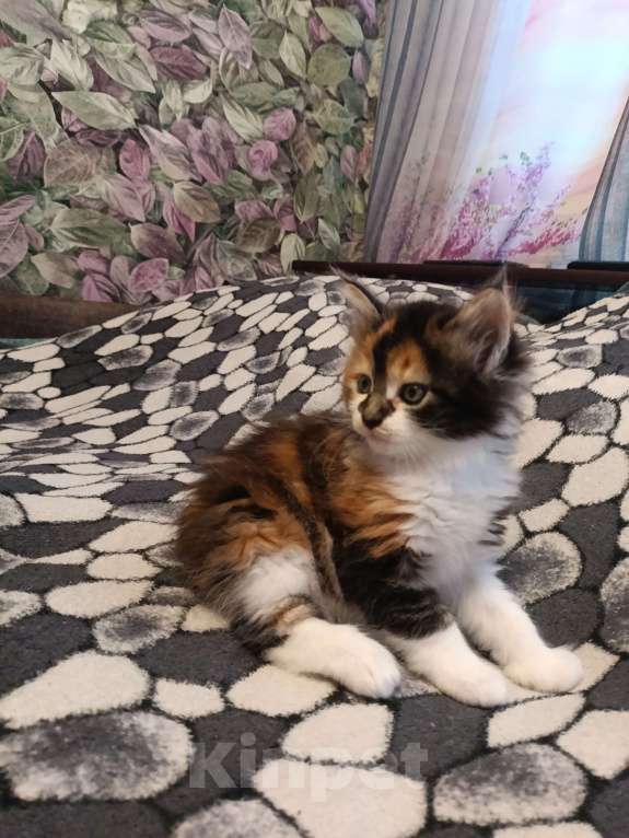 Кошки в других городах Новосибирской области: Котёнок Мейн-кун  Девочка, 18 000 руб. - фото 3