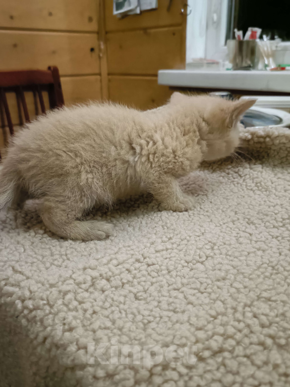 Кошки в других городах Ленинградской области: Мася Девочка, Бесплатно - фото 2