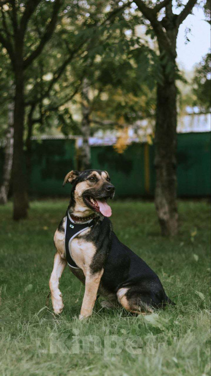Собаки в Москве: Умнице Мартыну нужен дом Мальчик, Бесплатно - фото 5