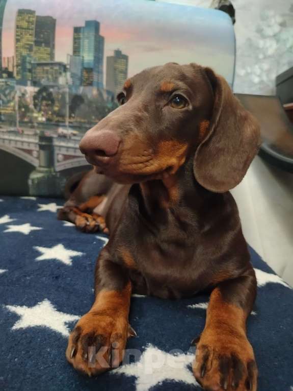 Собаки в Санкт-Петербурге: Вязка такса - юного чемпиона России, РКФ Мальчик, Бесплатно - фото 1