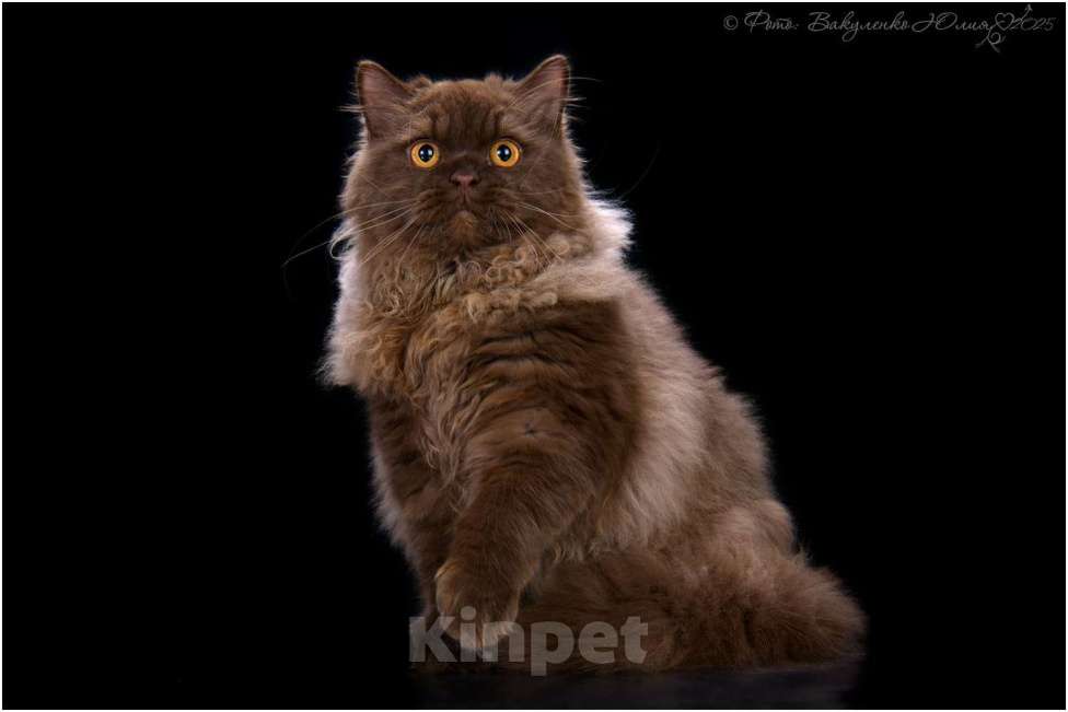 Кошки в Воронеже: Кот длинношерстный шоколадный британец Мальчик, 30 000 руб. - фото 1