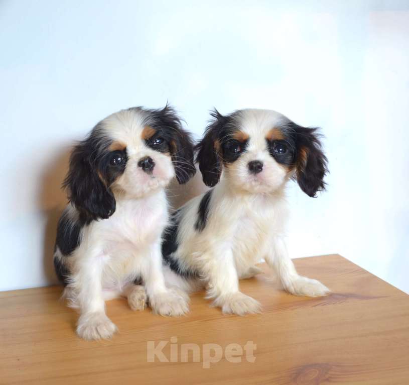 Собаки в Москве: Щенки Кавалер-Кинг-Чарльз Спаниель с документами и прививками Девочка, 55 000 руб. - фото 3