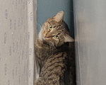 Кошки в Королеве: сладкий Горький ищет дом Мальчик, Бесплатно - фото 2