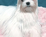 Собаки в Москве: Мальтезе мальчик супер мини Мальчик, 50 000 руб. - фото 4