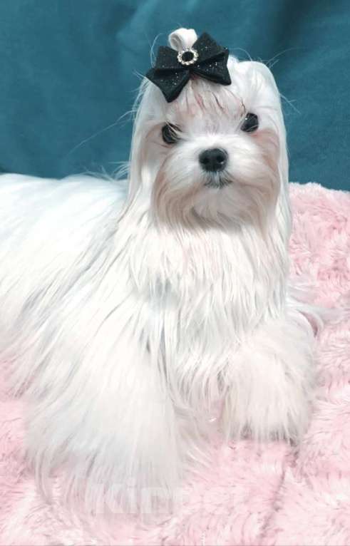 Собаки в Москве: Мальтезе мальчик супер мини Мальчик, 50 000 руб. - фото 4