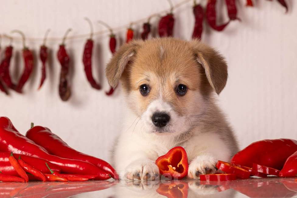 Собаки в Домодедово: Вельш Корги Пемброк щенок мальчик Москва Мальчик, 90 000 руб. - фото 2